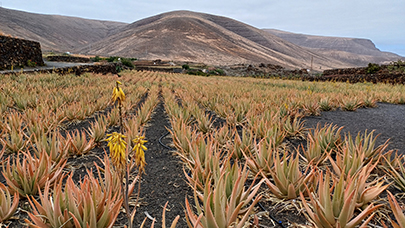 MaYx PHOTOS - Lanzarote