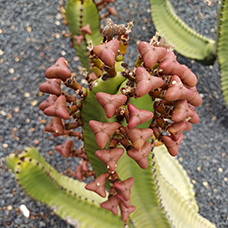 MaYx PHOTOS - Lanzarote