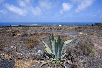 Lanzarote