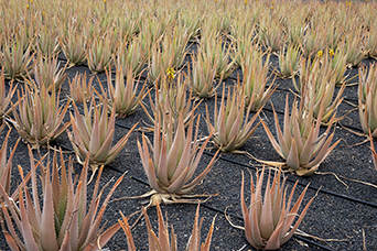 Lanzarote