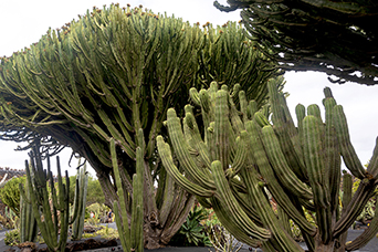 Lanzarote