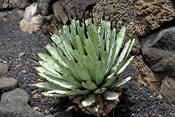 Lanzarote