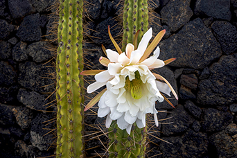 Lanzarote